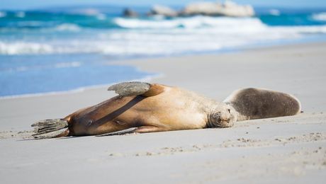 seal